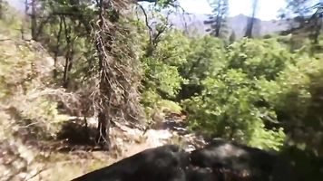 Follando en las Sequoias